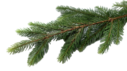Evergreen branch close view  on transparent background