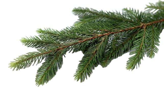 Evergreen branch close view  on transparent background