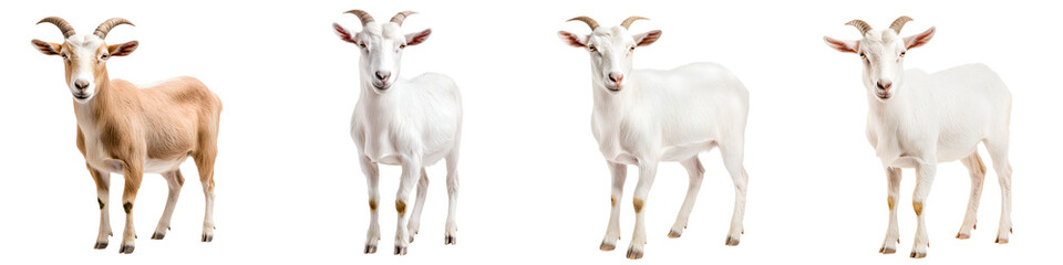 Obraz premium Adorable goats standing in a field
