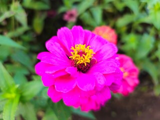 Obraz premium Zinnia flowers. A plant that is popular in plantation tourist areas because of their long flowering season and variety of colors and shapes.