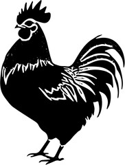 rooster isolated on white background