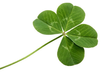 Four leaf clover realistic isolated on transparent background. generative ai
