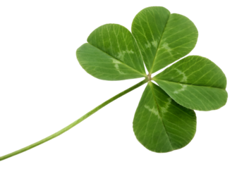 Four leaf clover realistic isolated on transparent background. generative ai
