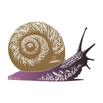 recommend clip art: Silhouette snail vector on a white background