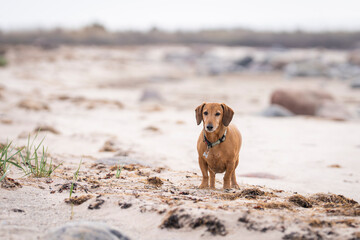 Brownish red dachshund on nature background. Smooth-haired dachshund on the shore of the sea....