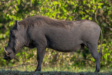 warthog in the wild