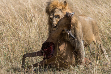 Male African lion dragging topi prey after successful hunt 
