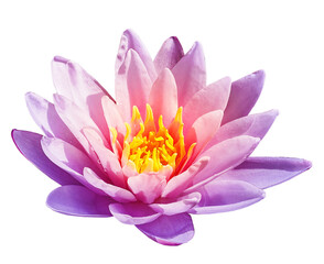 Lotos flower on isolated background with clipping path. Closeup. For design. View from above. Nature.