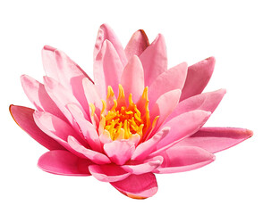 Lotos flower on isolated background with clipping path. Closeup. For design. View from above. Nature.