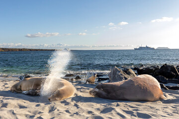 The Galapagos Islands are a volcanic archipelago in Ecuador, the first to be designated a World...