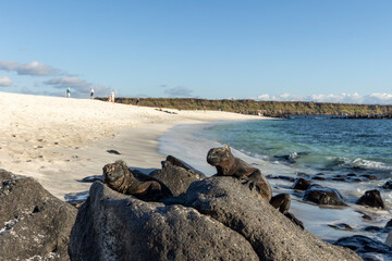 The Galapagos Islands are a volcanic archipelago in Ecuador, the first to be designated a World Natural Heritage Site. They are known as the loneliest and most beautiful archipelago in the world