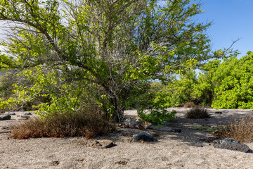 The Galapagos Islands are a volcanic archipelago in Ecuador, the first to be designated a World Natural Heritage Site. They are known as the loneliest and most beautiful archipelago in the world