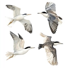 Rook Roseate Tern Rough-legged Buzzard Ruddy Duck Ruff