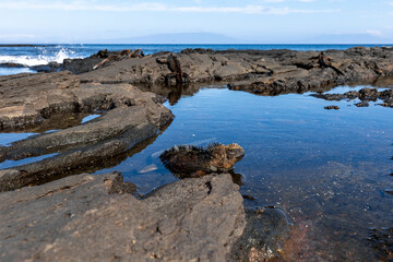 The Galapagos Islands are a volcanic archipelago in Ecuador, the first to be designated a World...