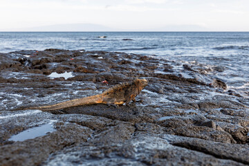 The Galapagos Islands are a volcanic archipelago in Ecuador, the first to be designated a World...