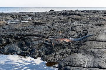 The Galapagos Islands are a volcanic archipelago in Ecuador, the first to be designated a World Natural Heritage Site. They are known as the loneliest and most beautiful archipelago in the world