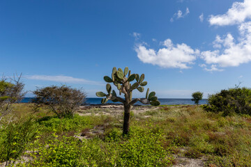 Obraz premium The Galapagos Islands are a volcanic archipelago in Ecuador, the first to be designated a World Natural Heritage Site. They are known as the loneliest and most beautiful archipelago in the world