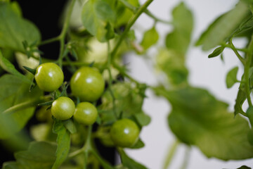 Tomatoes organic food on mother plant in the garden
