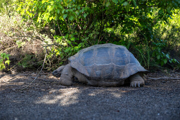 Fototapeta premium The Galapagos Islands are a volcanic archipelago in Ecuador, the first to be designated a World Natural Heritage Site. They are known as the loneliest and most beautiful archipelago in the world