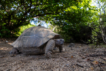 The Galapagos Islands are a volcanic archipelago in Ecuador, the first to be designated a World Natural Heritage Site. They are known as the loneliest and most beautiful archipelago in the world