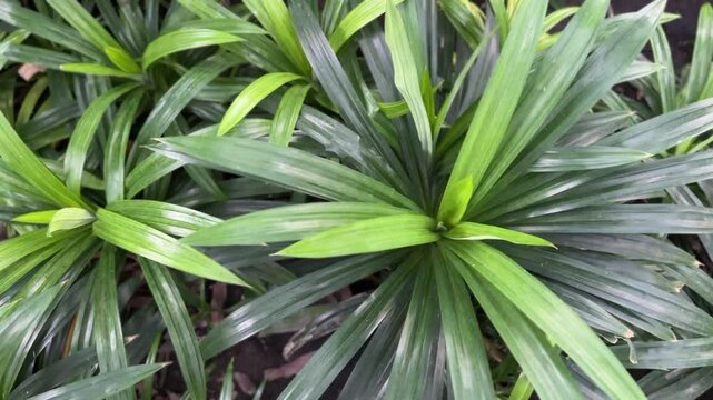 Close-up of Lady Palm leaves showing green fan-shaped foliage and slender stems

