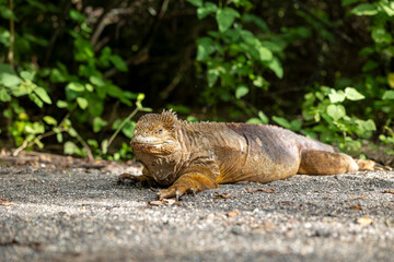 The Galapagos Islands are a volcanic archipelago in Ecuador, the first to be designated a World Natural Heritage Site. They are known as the loneliest and most beautiful archipelago in the world