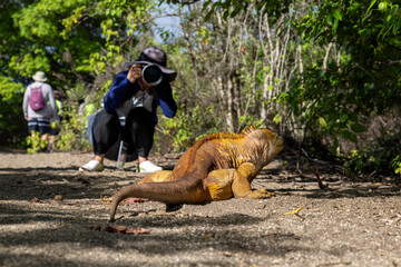 The Galapagos Islands are a volcanic archipelago in Ecuador, the first to be designated a World...