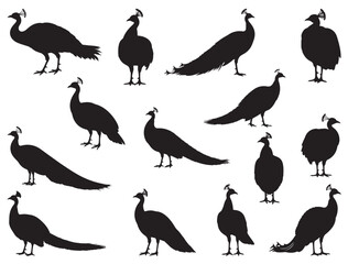 PEACOCK SILHOUETTE WHITE BACKGROUND