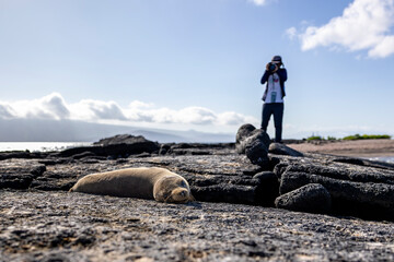 The Galapagos Islands are a volcanic archipelago in Ecuador, the first to be designated a World...