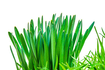 Juicy large long leaves of daffodil, isolated on a transparent white background. Blank for design, creative, art work. Plants during the spring vegetative period. Template with daylight
