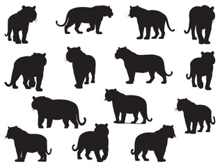 TIGER SILHOUETTE WHITE BACKGROUND