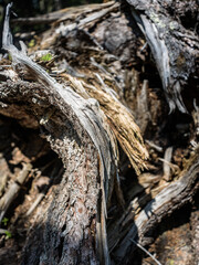 Abstract texture of weathered wood in the forest