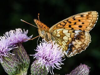 Fritillary butterfly feeding on thistle flowers, close-up in the French Alps