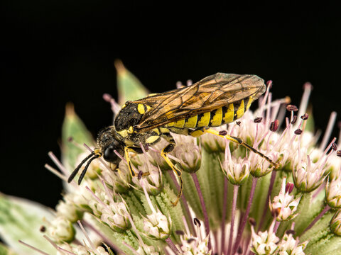 Sawfly feeding on masterwort flower, close-up in the French Alps