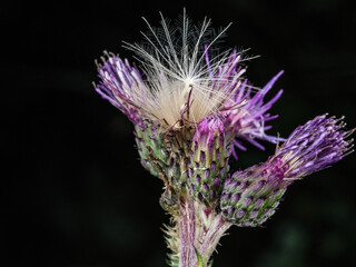 Alpine thistle with seeds ready to disperse, French Alps