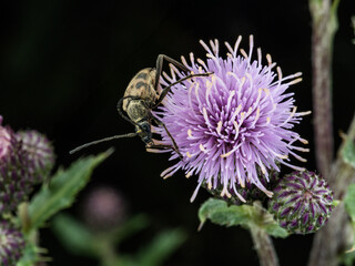 Longhorn beetle on purple alpine thistle, French Alps