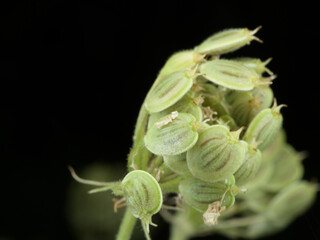 Macro of green seed heads from wild umbellifer, French Alps