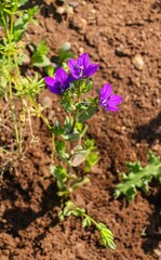 
Venus’s looking glass (Legousia speculum-veneris) usually grows on its own at the edge of wheat and barley fields in Diyarbakır in mid-April.