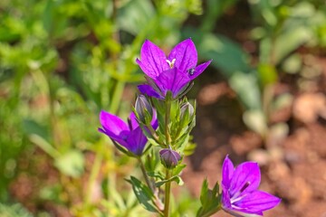 
Venus’s looking glass (Legousia speculum-veneris) usually grows on its own at the edge of wheat and barley fields in Diyarbakır in mid-April.