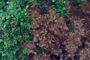 Selective focus on green leaves and dry leaves. Climate change concept. Plant leave burn due to sun heat. nature Change concept. 
