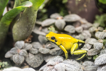 Small yellow poison dart frog (Phyllobates terribilis) in a terrarium, close-up