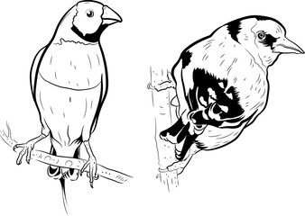 Finch bird silhouette Black and white drawing vector illustration