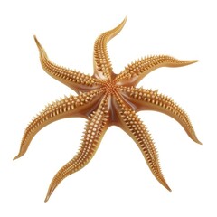 Detailed view of a golden-brown starfish.