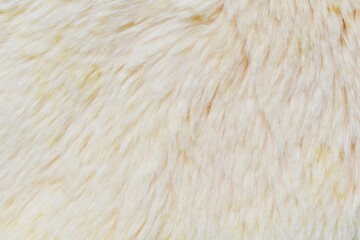 texture of fur