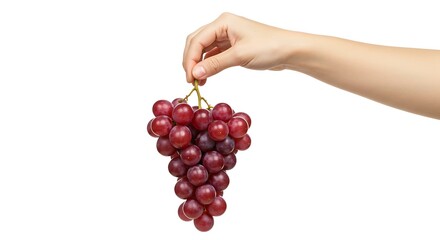 Isolated hand holding a ripe bunch of Niagara grapes white background. Brazilian food