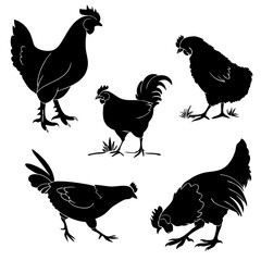 Monochrome Chicken Silhouettes – Infographic Icons Set