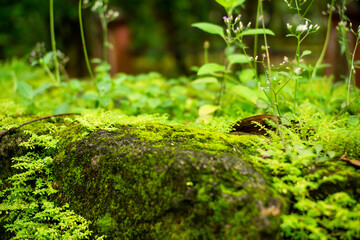 Moss grows on damp rocks in the forest