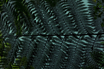Close-Up eines Farns im Regenwald