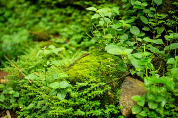 Moss grows on damp rocks in the forest