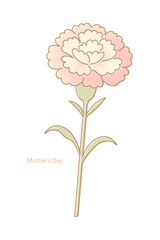 Pink carnation illustration
